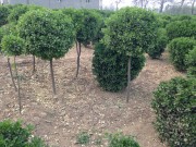 這么種植高桿黃楊球苗才正確